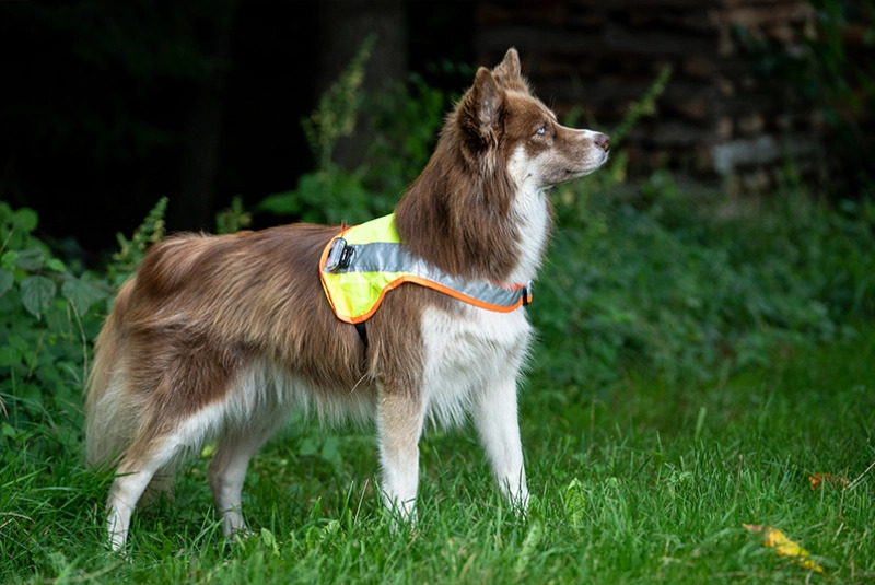 Hunde Leuchtweste gelb mit LED Swisspet - Bestes Futter