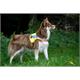 Leuchtweste Hund LED XS | Bild 2