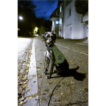 Gilet fluorescent chien M