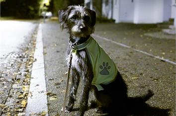 Gilet fluorescent chien M