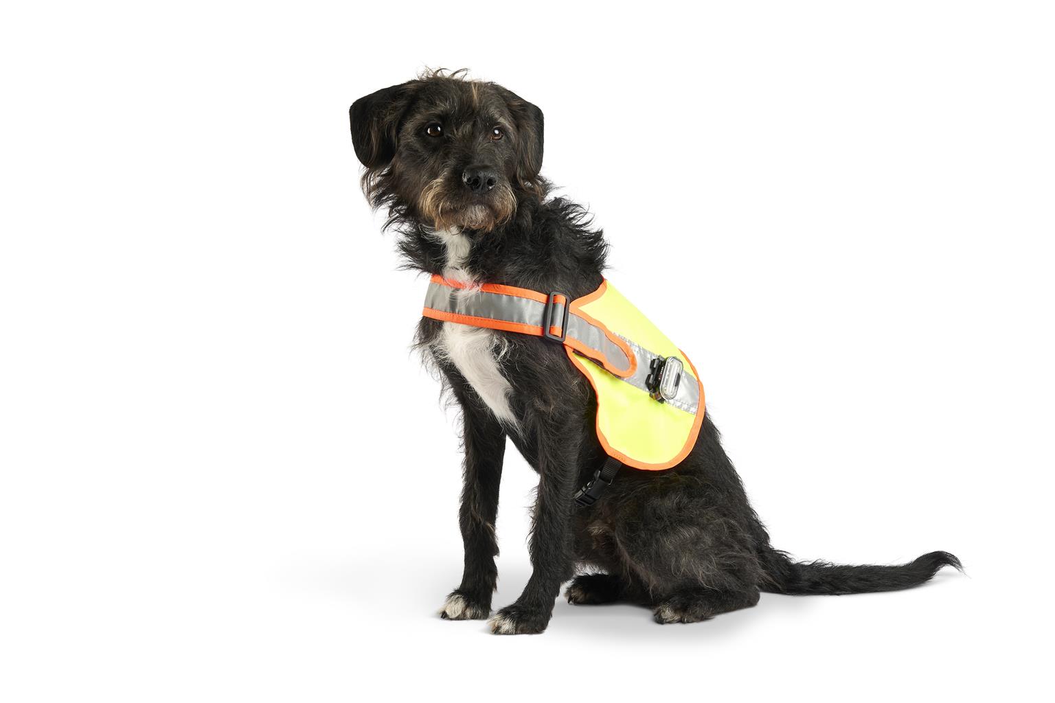 Gilet lumineux chien LED XXS, Chien - Besserfresser